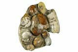 Tall, Composite Ammonite Fossil Display - Madagascar #175824-4
